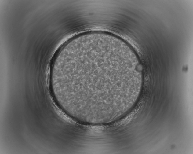 X0000098021126200804181155