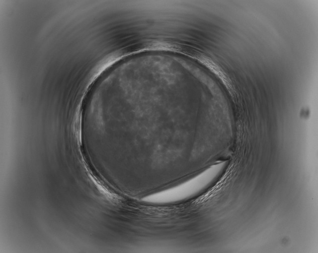 X0000098021127200804181155