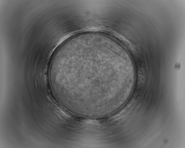 X0000098021170200804181155