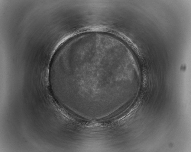 X0000098021174200804181155