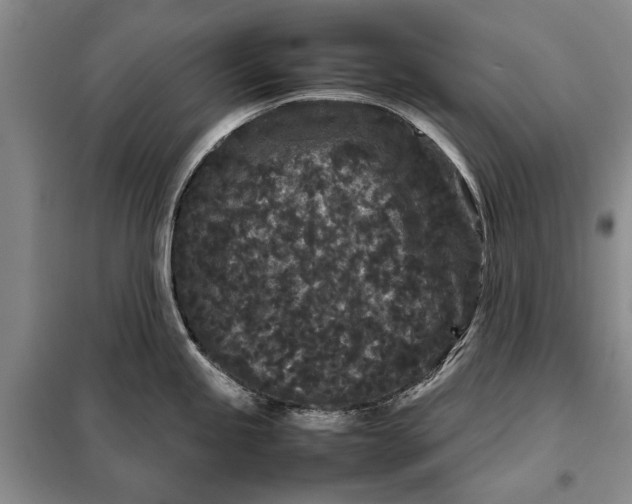 X0000098021245200804181154