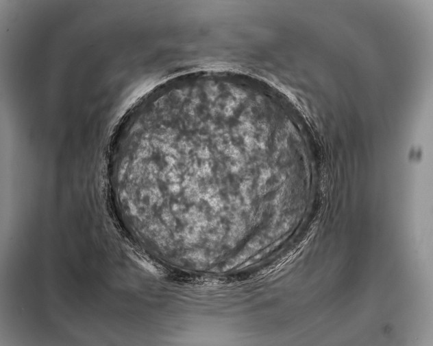 X0000098021263200804181153