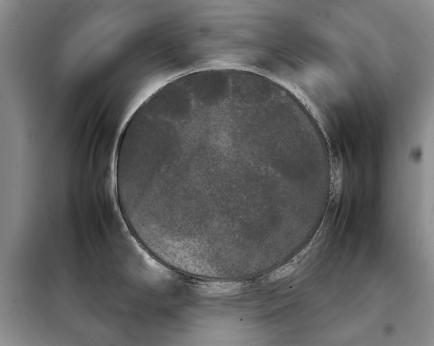 X0000098021294200804181153