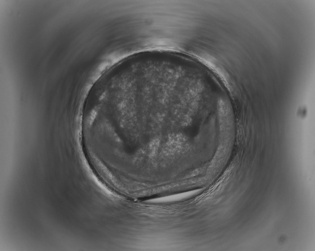 X0000098021383200804181151