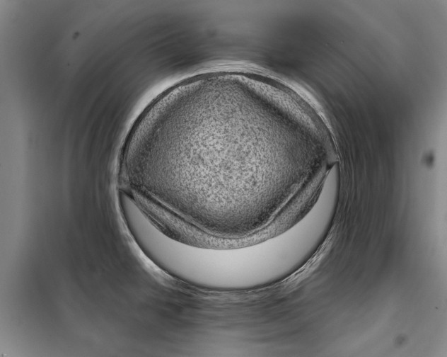 X0000098021438200804181151