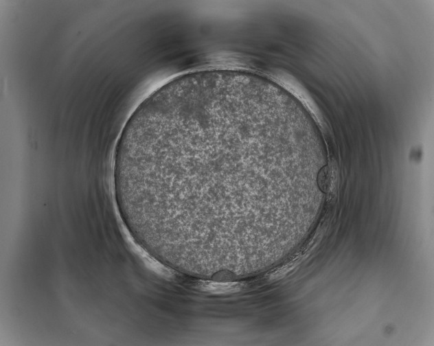 X0000098021439200804181151