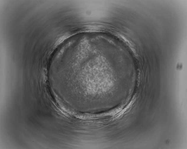 X0000098021449200804181150