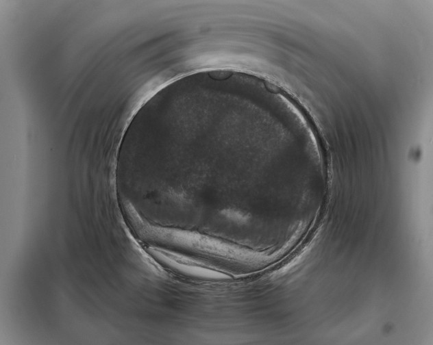 X0000098021529200804181149