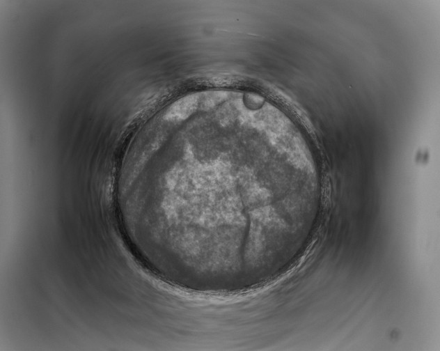 X0000098020018200804251148