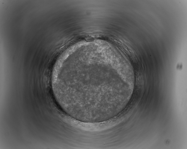 X0000098020030200804251147
