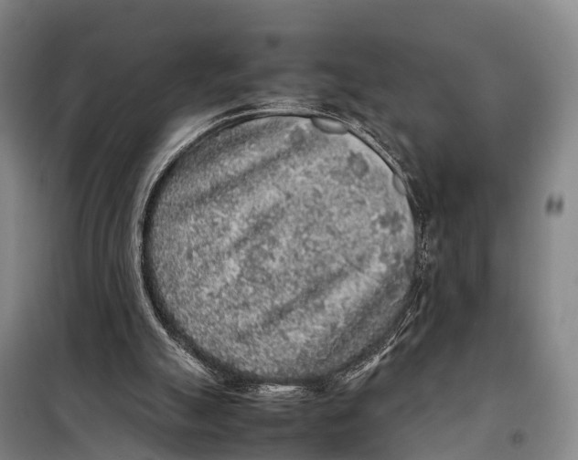 X0000098020055200804251147
