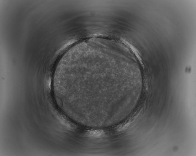 X0000098020067200804251147