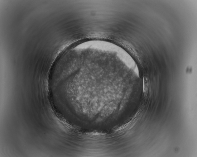 X0000098020204200804251145