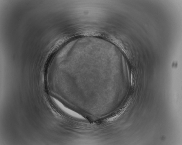 X0000098020205200804251145
