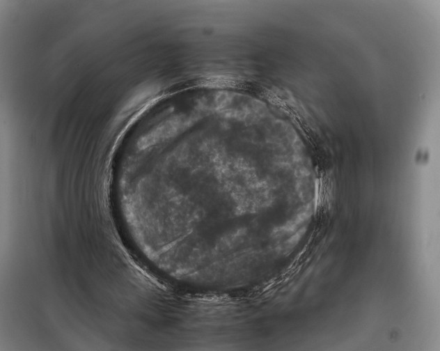 X0000098020243200804251144