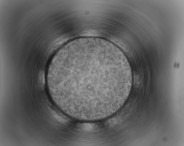 X0000098020302200804251143