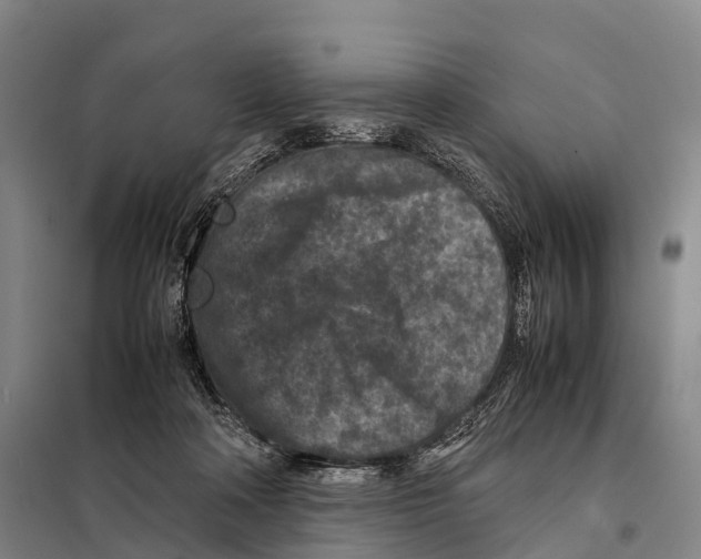 X0000098020314200804251143