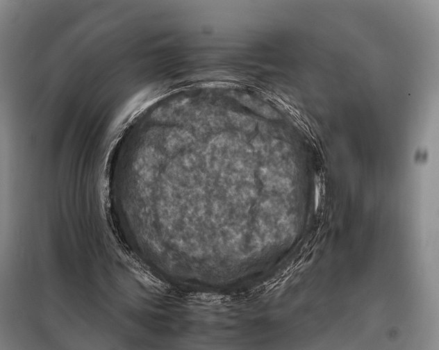 X0000098020339200804251142