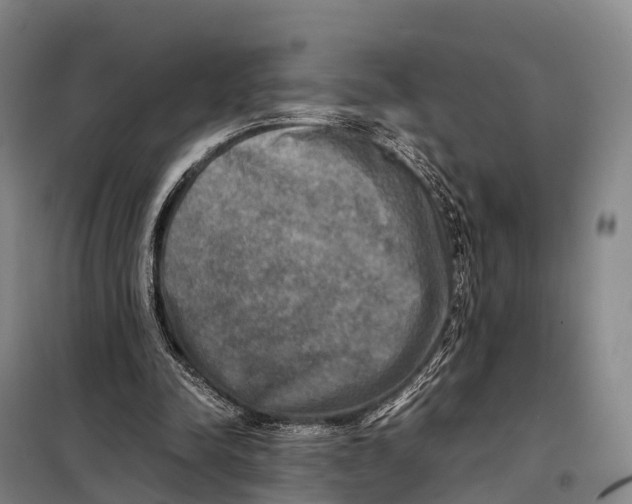 X0000098020342200804251142