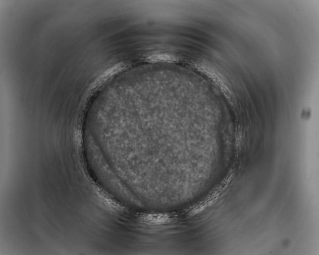 X0000098020353200804251142
