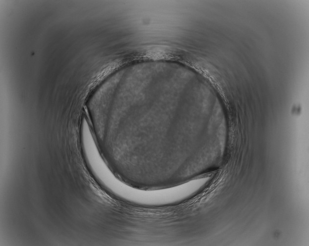 X0000098020393200804251142