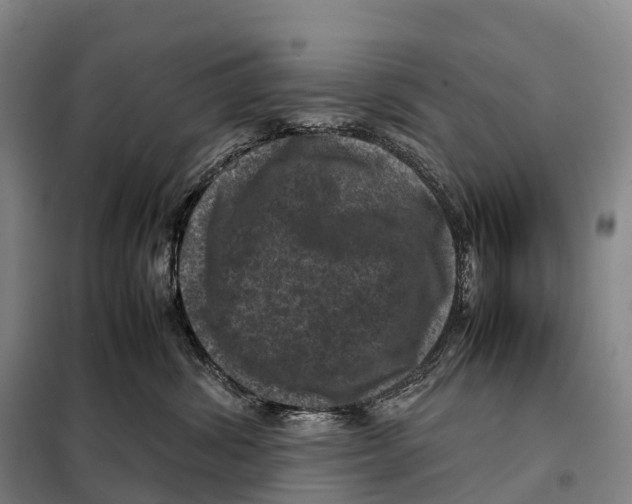 X0000098020428200804251142