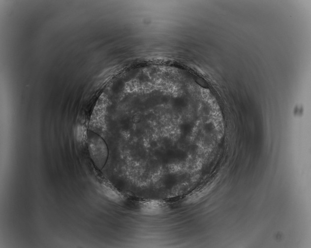 X0000098020432200804251142