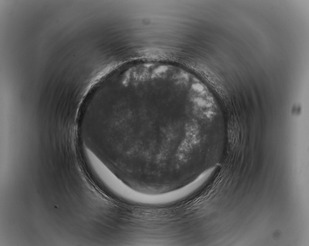 X0000098020488200804251141