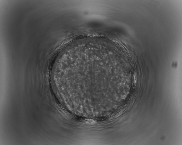 X0000098020519200804251140