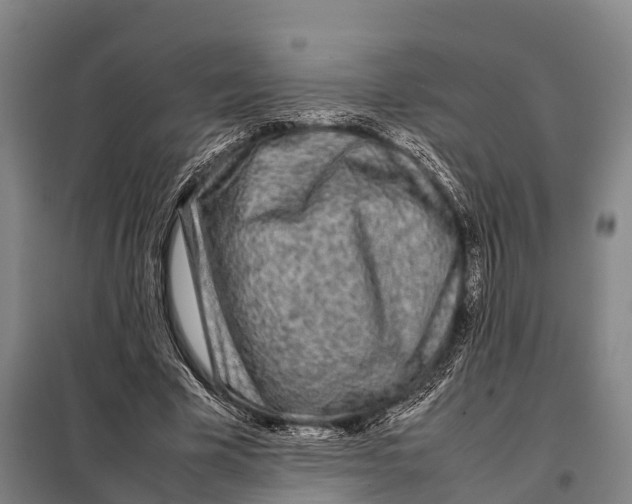 X0000098020585200804251139
