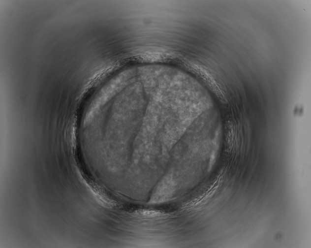 X0000098020590200804251139