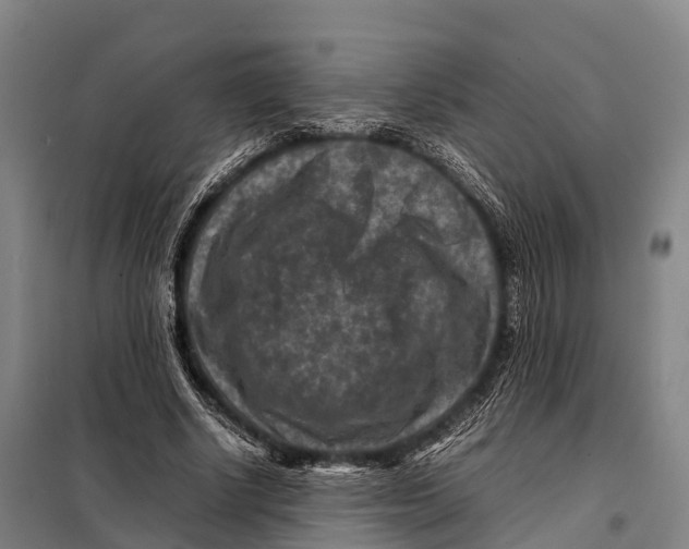 X0000098020634200804251138
