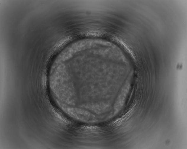 X0000098020637200804251138