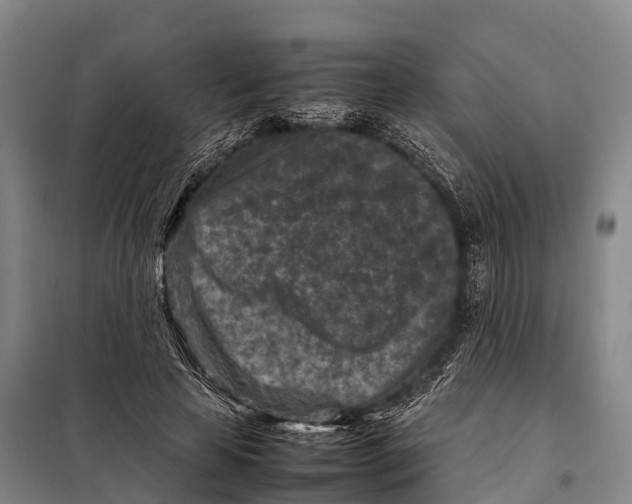 X0000098020641200804251138