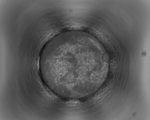 X0000098020642200804251138