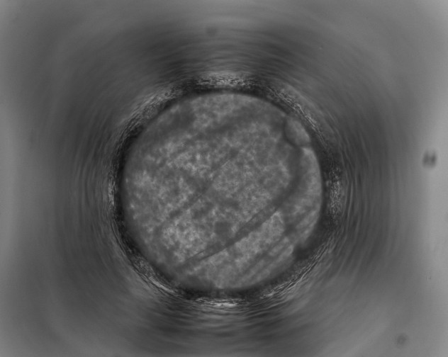 X0000098020643200804251138