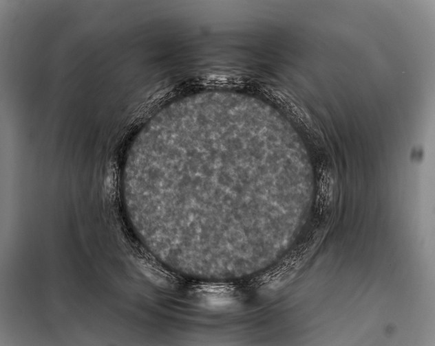 X0000098020659200804251138