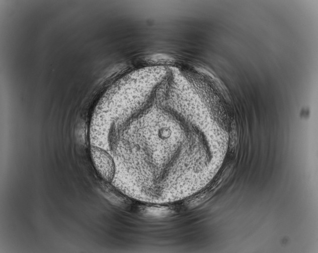 X0000098020669200804251139
