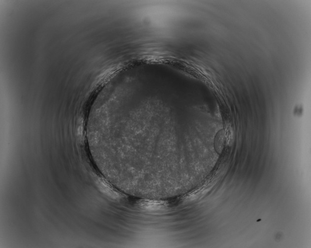 X0000098020670200804251139