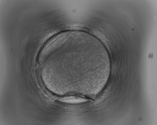 X0000098020673200804251138