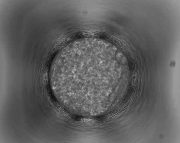 X0000098020699200804251137