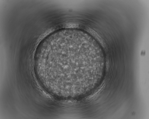 X0000098020721200804251136