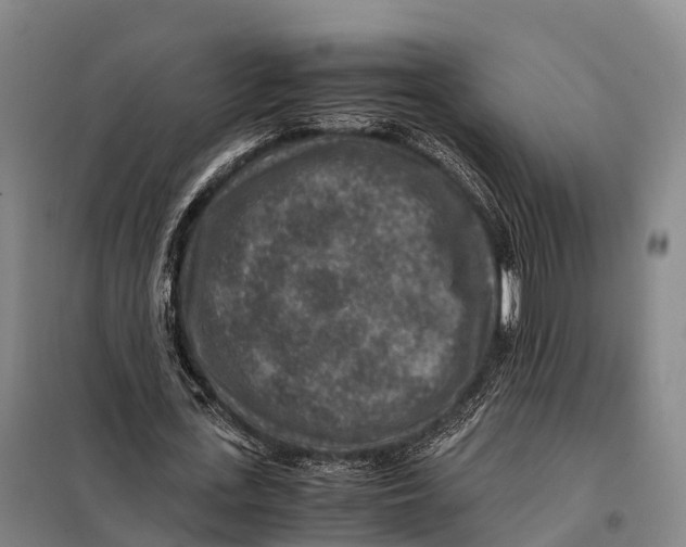 X0000098020723200804251136