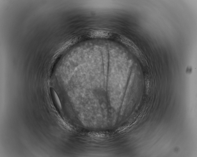 X0000098020729200804251137