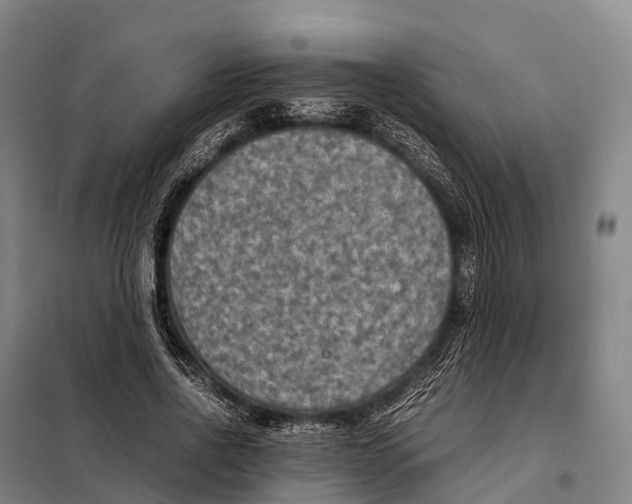 X0000098020734200804251137