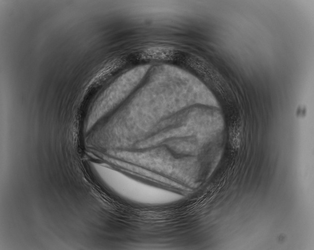 X0000098020735200804251137