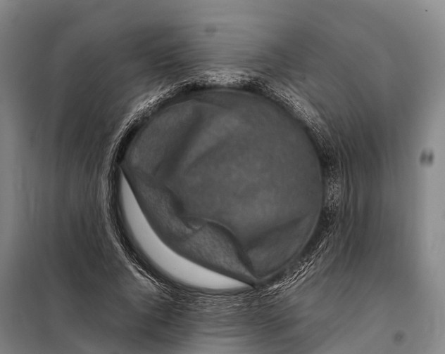 X0000098020736200804251137