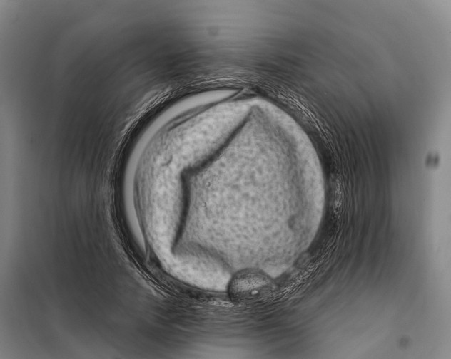 X0000098020738200804251137