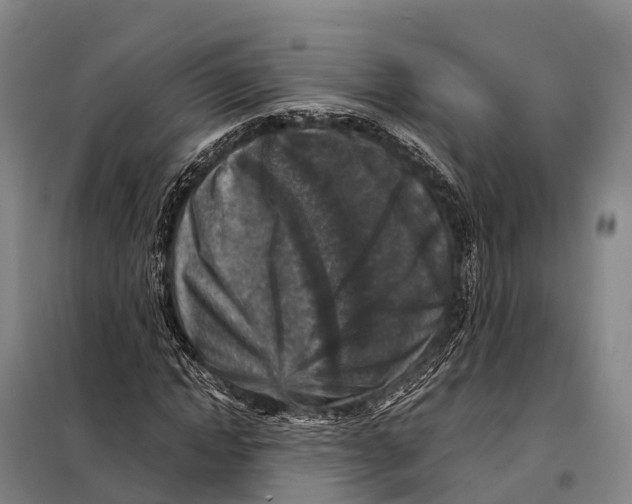 X0000098020822200804251135