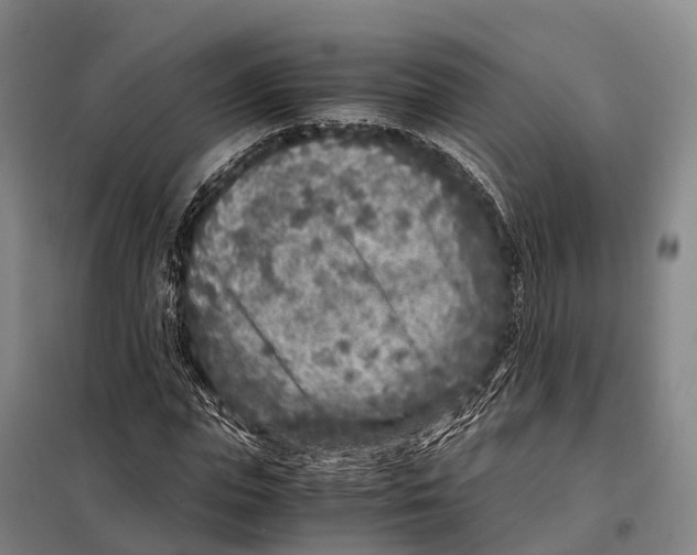 X0000098020823200804251135